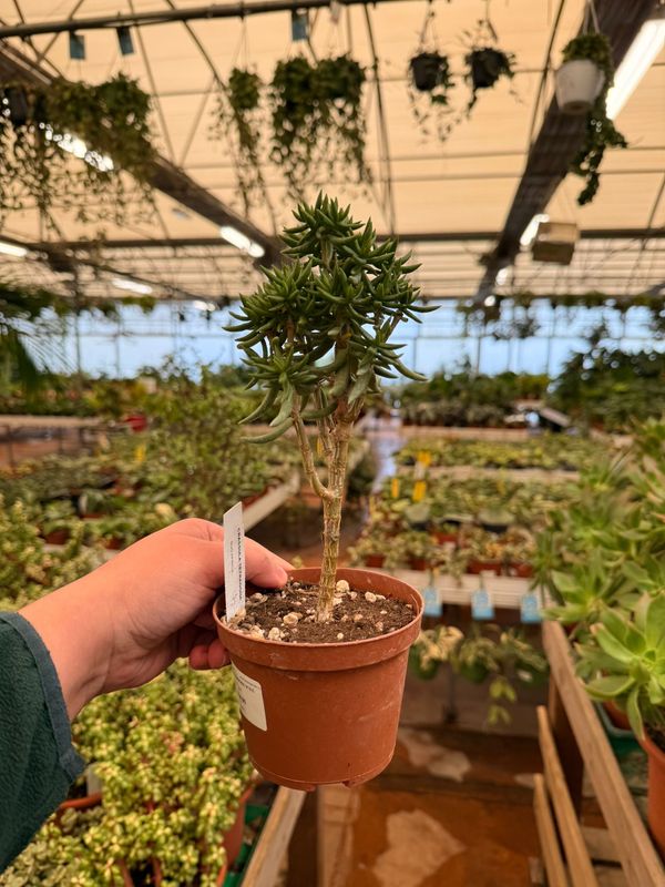 Crassula Tetragona - vaso  Ø10 cm