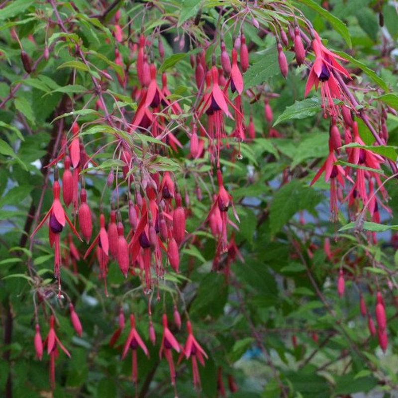Fuchsia Magellanica 'Thompsonii' - vaso Ø11 cm Fuchsia Magellanica 'Thompsonii' - vaso Ø11 cm