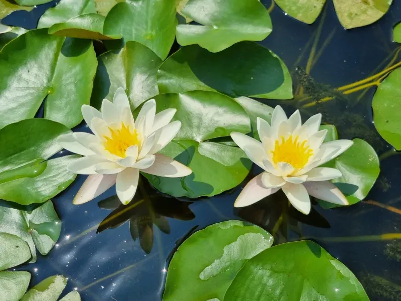 Nymphaea 'Virginalis', Ninfea - vaso Ø14 cm