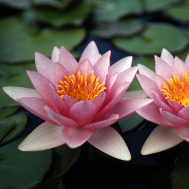 Nymphaea 'Formosa', Ninfea - vaso Ø14 cm
