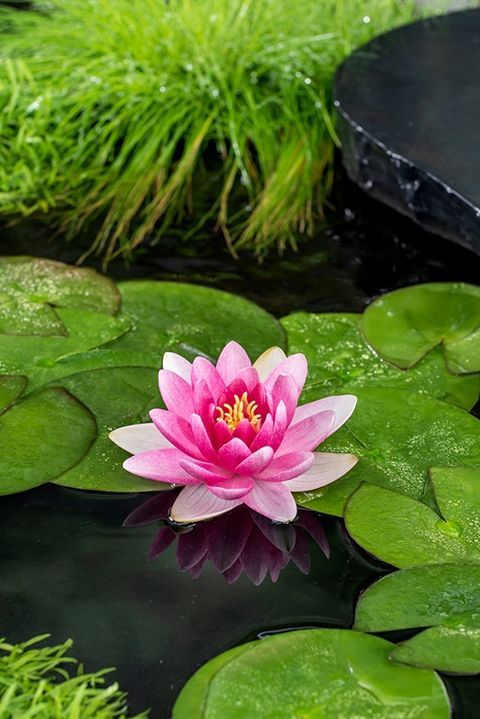 Nymphaea 'Charles de Meurville', Ninfea - vaso Ø14 cm