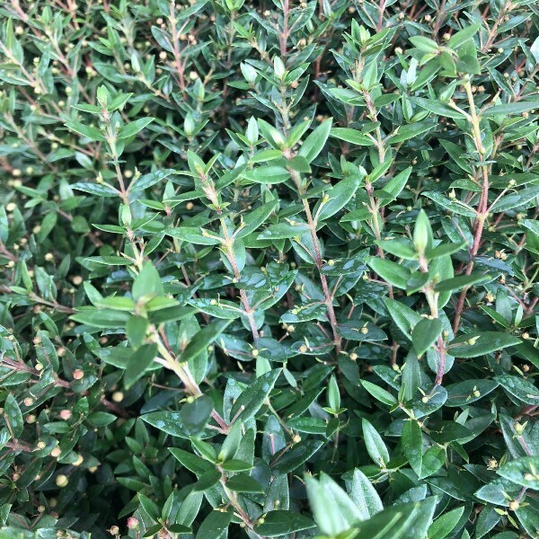 Myrtus communis var. microphylla - Mirto a foglie piccole - v18