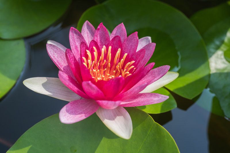 Nymphaea 'Laydeckeri Fulgens', Ninfea - vaso Ø14 cm