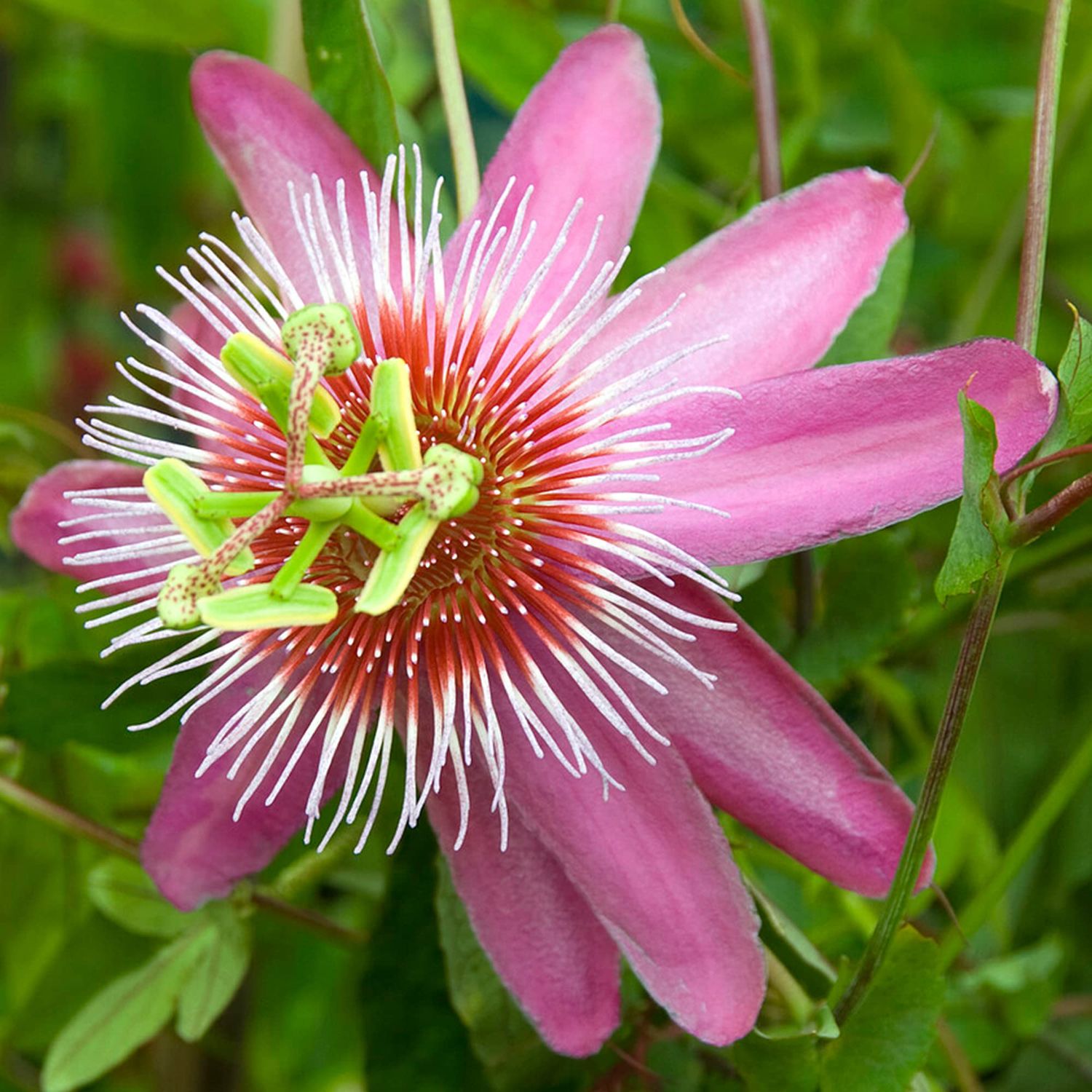 Passiflora ‘ Anastasia ’ - vaso Ø17 cm