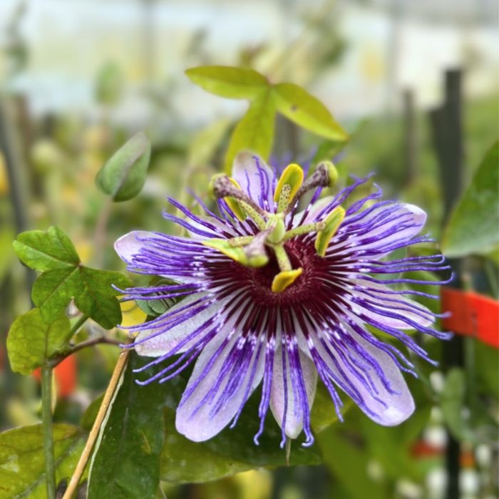 Passiflora ‘Purple Haze’ - vaso Ø17 cm
