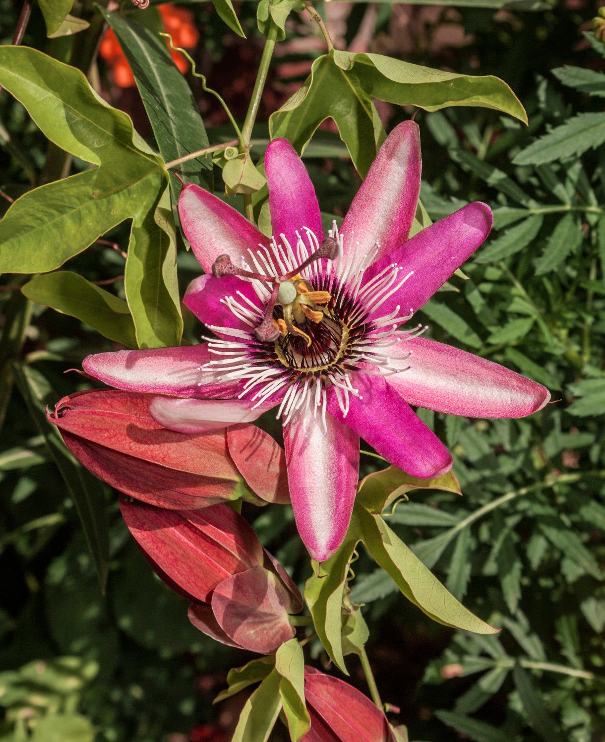 Passiflora ‘Victoria’ - vaso Ø17 cm