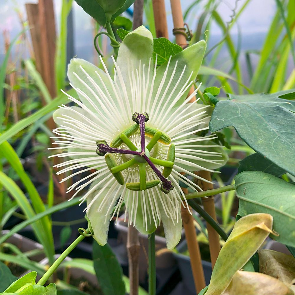 Passiflora ‘Snow Queen’ - vaso Ø17 cm