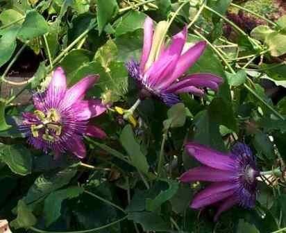 Passiflora ‘Amethyst Beauty’  - vaso Ø17 cm