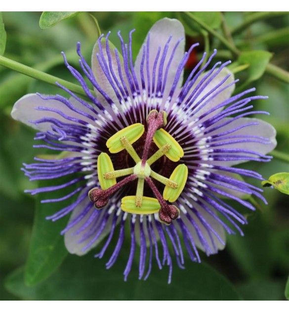Passiflora ‘Purple Rain’  - vaso Ø17 cm