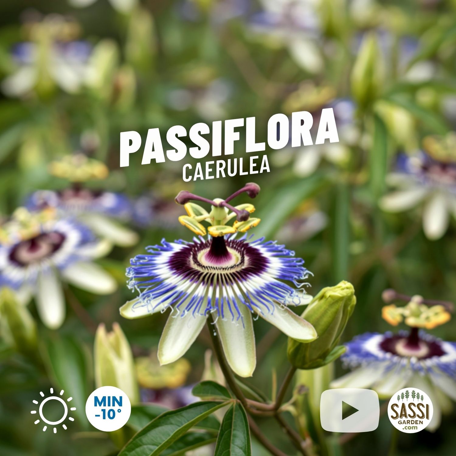 Passiflora Caerulea, Cerulea, Fiore della passione - vaso Ø12 cm