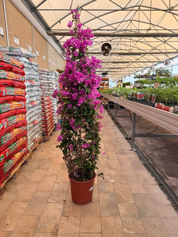 Bougainvillea sanderiana, Bouganville, Buganville - vaso Ø24, Piramide h 150
