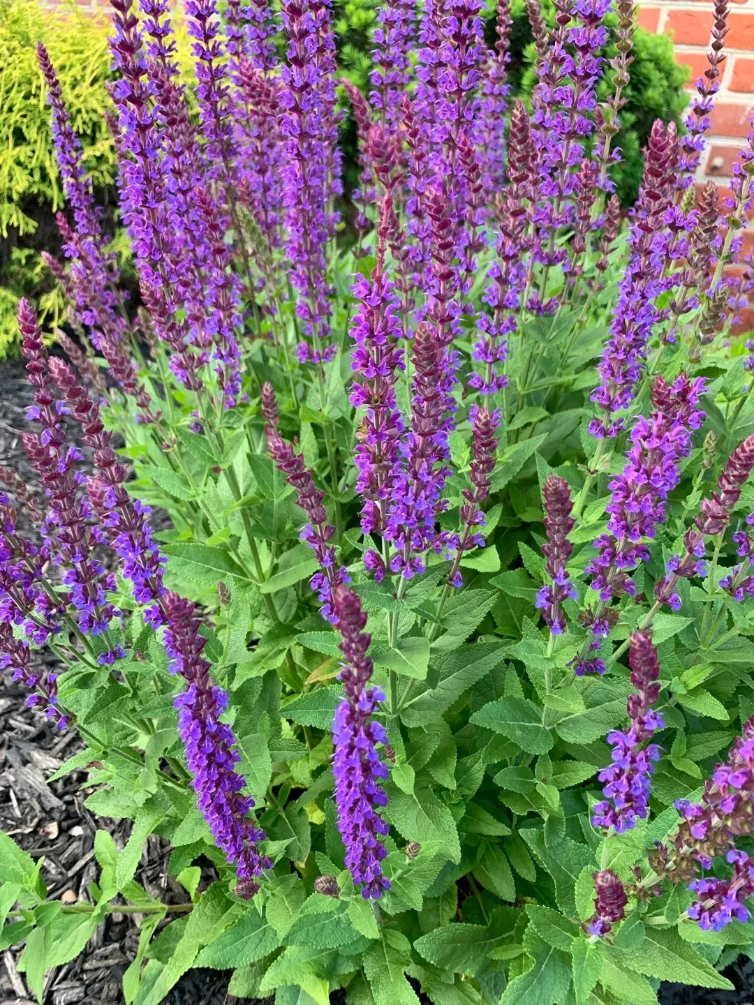 Salvia nemorosa ‘Ostfriesland’ - salvia ornamentale viola  - vaso Ø9  cm