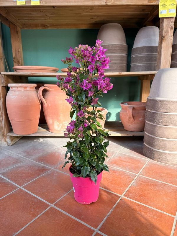 Bougainvillea sanderiana, Bouganville, Buganville - vaso Ø17, Piramide h 70 cm