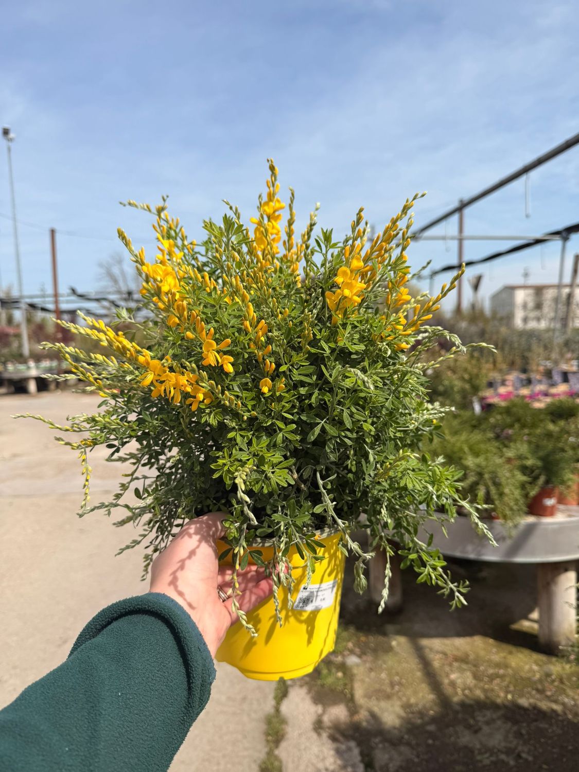 Cytisus racemosus, citiso - vaso Ø16 cm