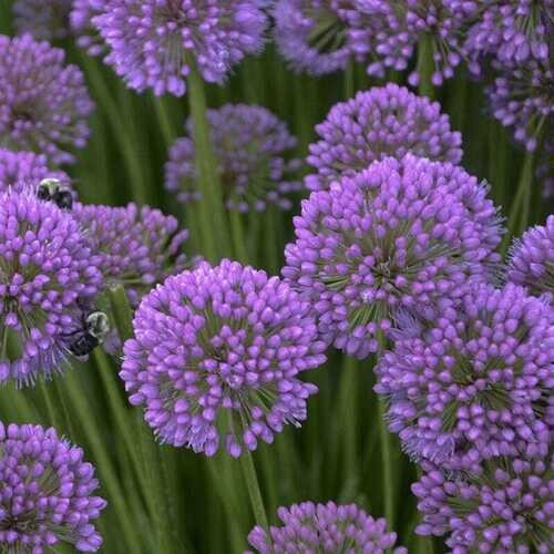 Allium Millenium - vaso 9