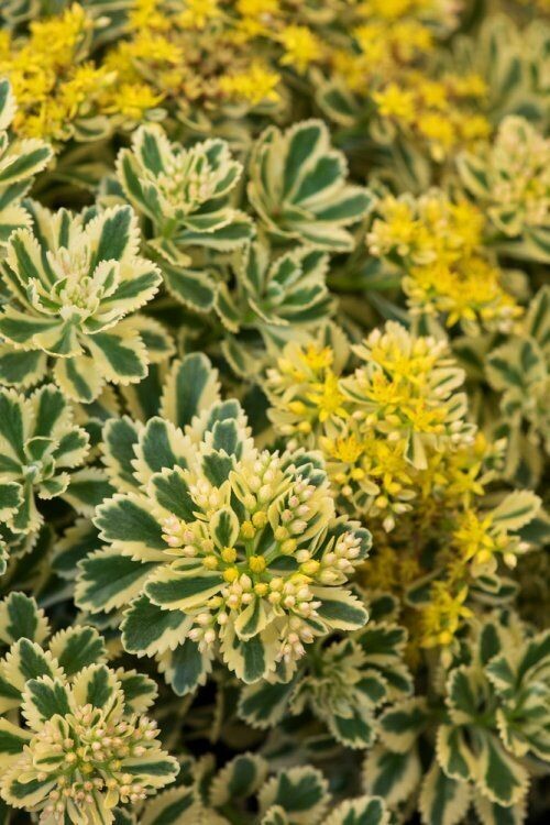 Sedum takesimense 'Atlantis' - vaso Ø9 cm