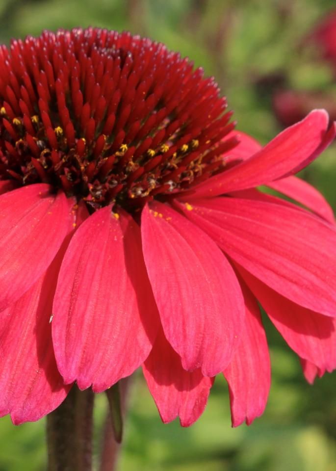 Echinacea purpurea 'Red' - vaso Ø11 cm quadrato