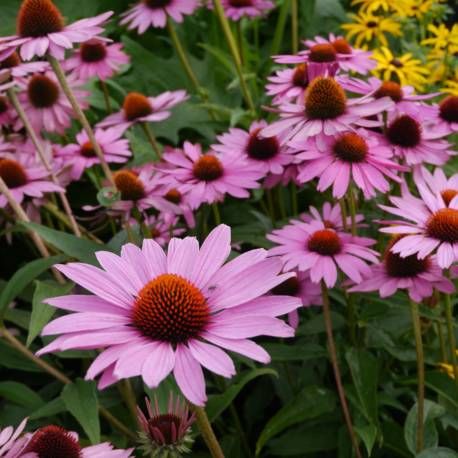 Echinacea purpurea 'Magnus' - vaso Ø11 quadrato