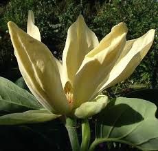 Magnolia ‘Ossie’s Yellow’ - magnolia gialla ornamentale - vaso Ø18  cm  h 30
