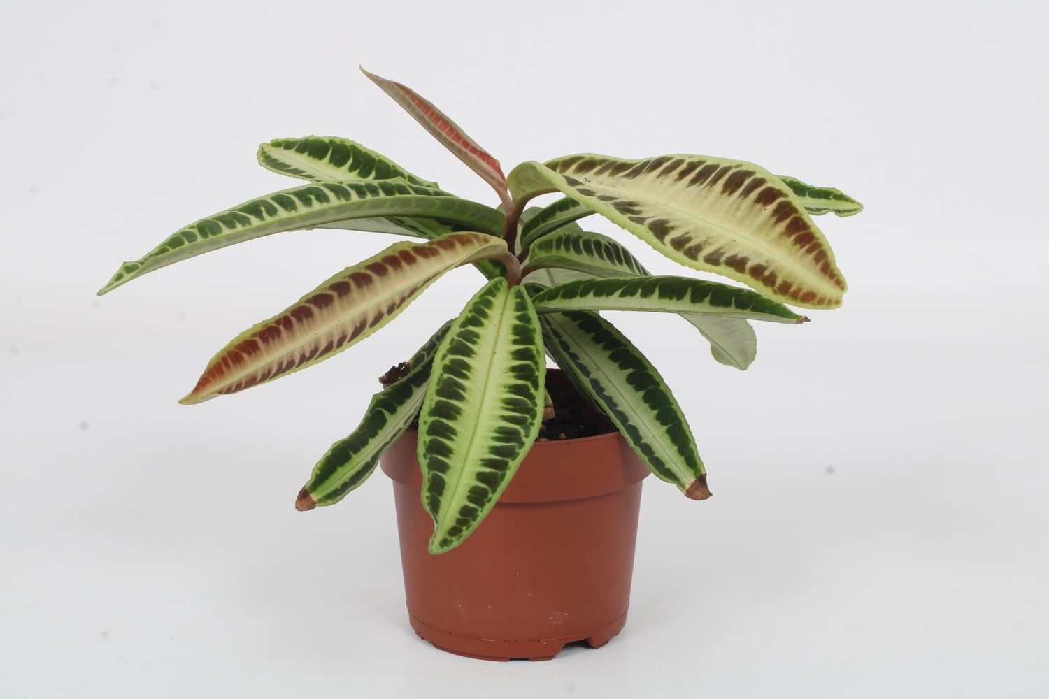 Labisia 'Jabi' - vaso Ø12 cm