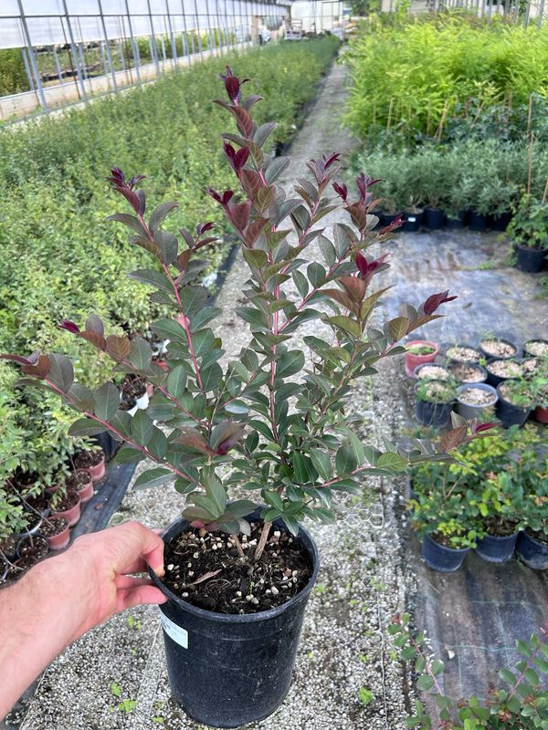 Lagerstroemia indica × fauriei ‘Sioux’ Lagerstroemia indica, Mirto crespo - vaso Ø18 cm