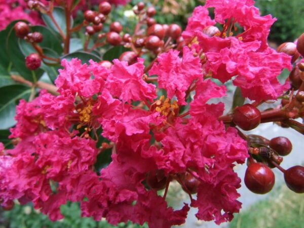 Lagerstroemia indica × fauriei ‘Sioux’ Lagerstroemia indica, Mirto crespo - vaso Ø18 cm mnt