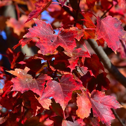 Acer rubrum ‘Autumn Flame’ Acero Autumn Flame - vaso 3 litri, h 50