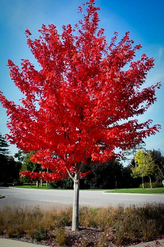 Acer rubrum ‘Autumn Flame’ Acero Autumn Flame - vaso 3 litri, h 50