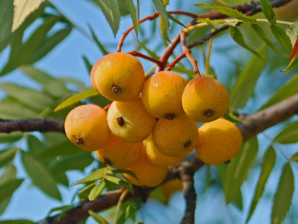 Sorbus sativa, Sorbo domestico, Sorbus Domestica - vaso 10 litri, h 170 cm