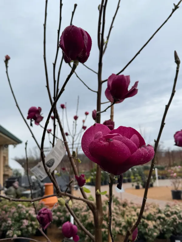Magnolia da fiore, Magnolia ‘Black Tulip’ - vaso Ø18  cm  h 160/170