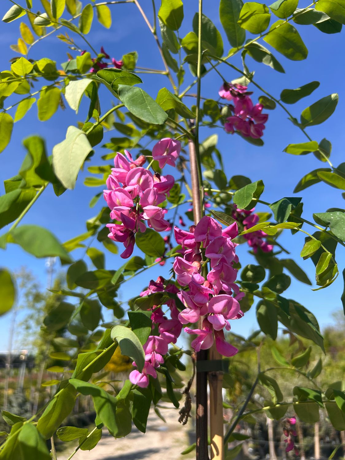 Robinia × margaretta ‘Casque Rouge’ - Acacia rossa - Gaggia Rossa vaso 22 h 200/250 Robinia × margaretta ‘Casque Rouge’ - Acacia rossa - Gaggia Rossa vaso 22 h 200/250