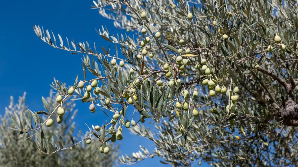Ulivo Nebbio, Olivo, Olea europaea 'Nebbio' - vaso 15x15 cm mnt
