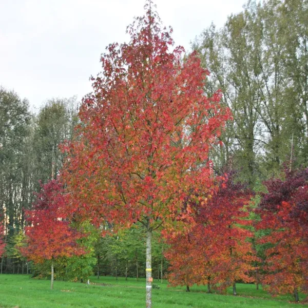 Liquidambar styraciflua ‘Palo Alto’, Storace americano - vaso Ø16 cm, h 90/100 cm