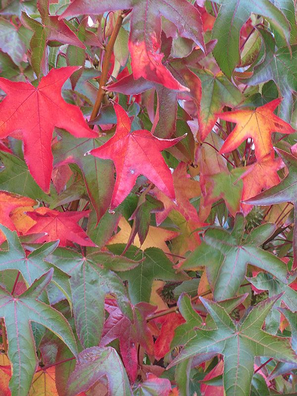 Liquidambar styraciflua ‘ Palo Alto ’ , Storace americano - vaso 16 h 90/100