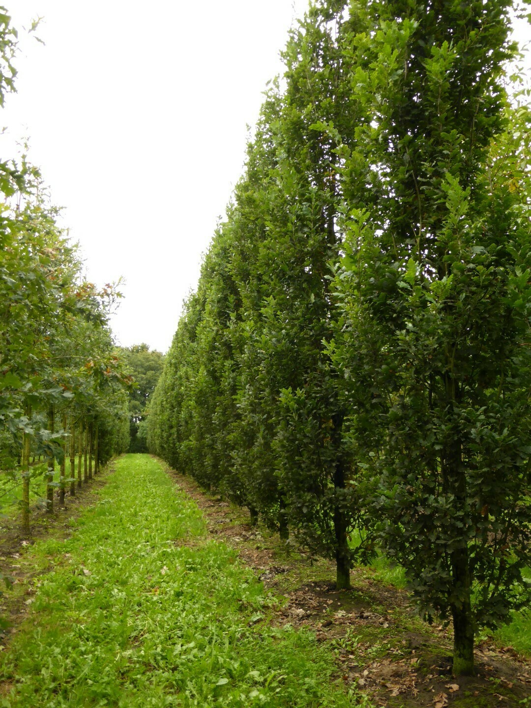 Quercia, Quercus robur 'Fastigiata 'Koster', Quercus rubra 'Pyramidalis Koster' - vaso Ø16  cm h 30