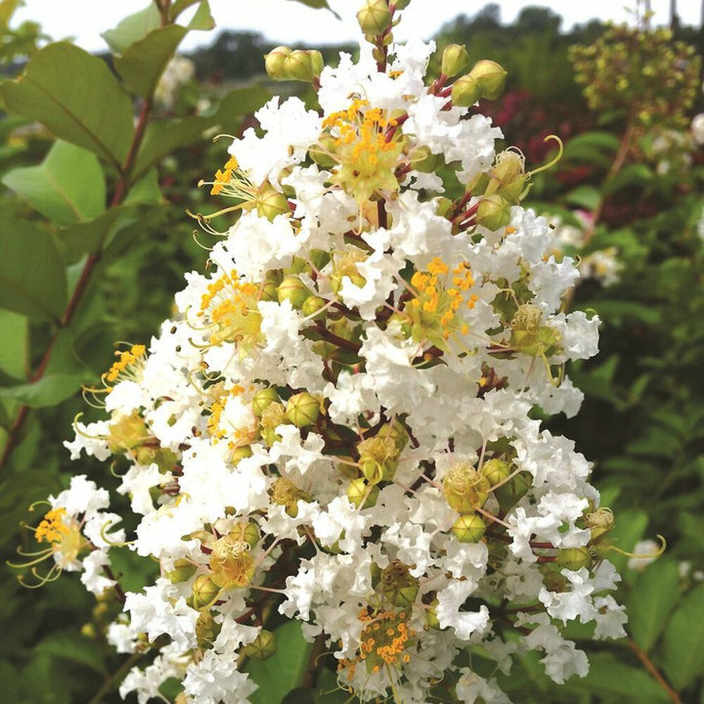 Lagerstroemia indica × fauriei ‘Sioux’ Lagerstroemia indica, Mirto crespo - vaso Ø18 cm mnt