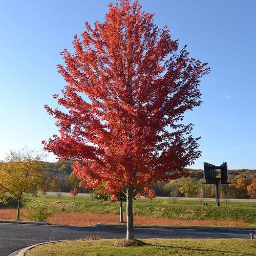 Acer × freemanii ‘Celebration’ Acero Celebration - vaso 3 litri, h 50 cm