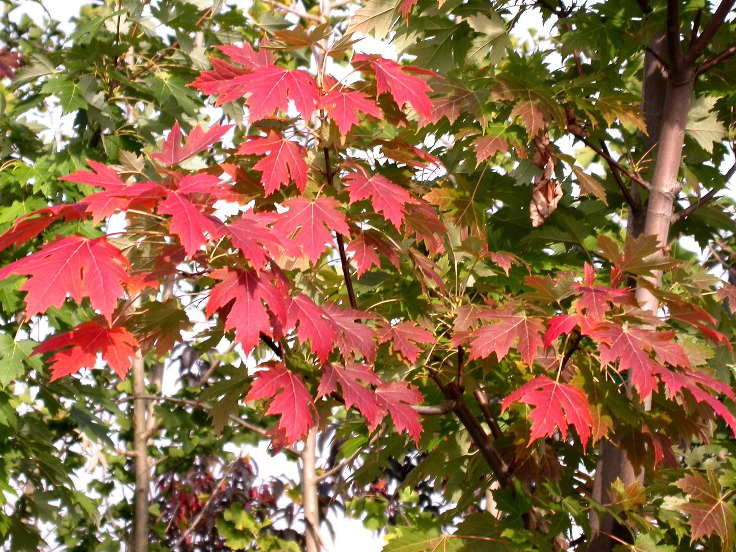 Acer × freemanii ‘Celebration’ Acero Celebration - vaso 3 litri, h 50 mnt