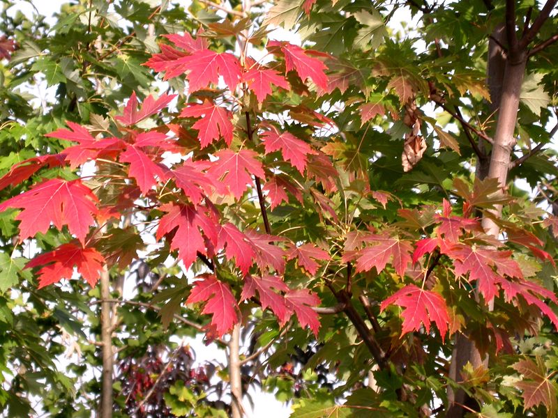 Acer × freemanii ‘Celebration’ Acero Celebration - vaso 3 litri, h 50 mnt