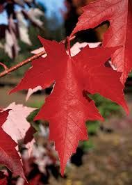 Acer × freemanii ‘Autumn Fantasy’ - Acero Fantasy - vaso 3 litri, h 50 mnt