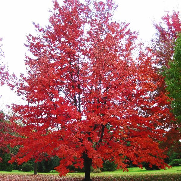 Acer × freemanii ‘Autumn Fantasy’ - Acero Fantasy - vaso 3 litri, h 50 mnt