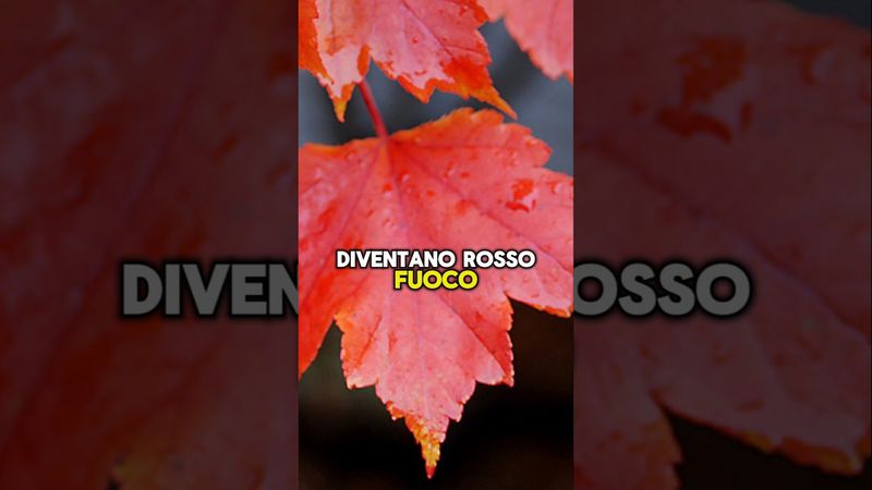 Acero Rosso, Acer rubrum 'Brandywine' - vaso Ø18  cm, h 40-60 cm