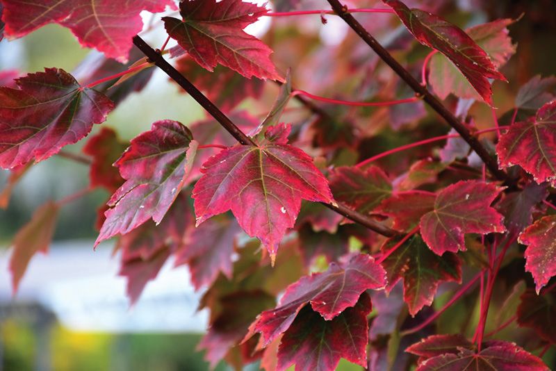 Acero Rosso, Acer rubrum 'Brandywine' - vaso Ø18 cm, h 40-60 cm Acero Rosso, Acer rubrum 'Brandywine' - vaso Ø18 cm, h 40-60 cm