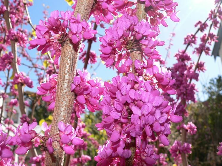 Cercis siliquastrum, Albero di Giuda - vaso Ø18 cm, h 110  cm