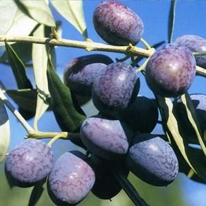 Ulivo Grignano , Olivo, Olea europaea 'Grignano'- vaso 18 cm