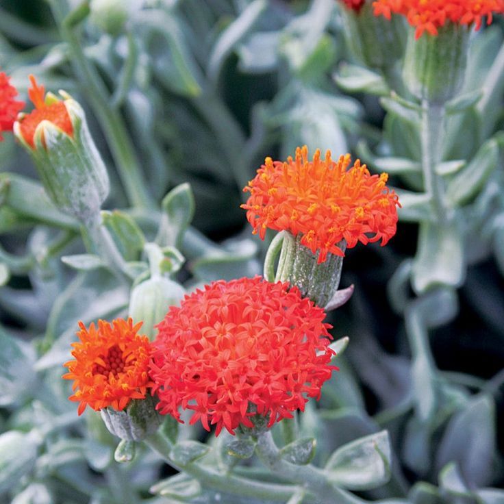 Senecio cephalophorus 'Mountain Fire' - vaso Ø8 cm