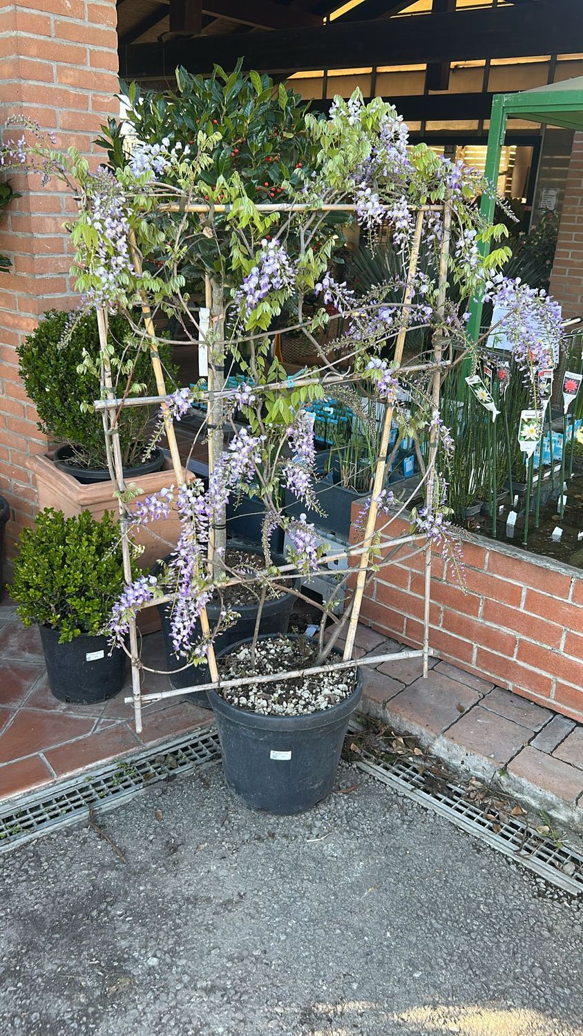 Glicine, Wisteria sinensis 'Prolific' a Spalliera - vaso Ø35 cm Glicine, Wisteria sinensis 'Prolific' a Spalliera - vaso Ø35 cm