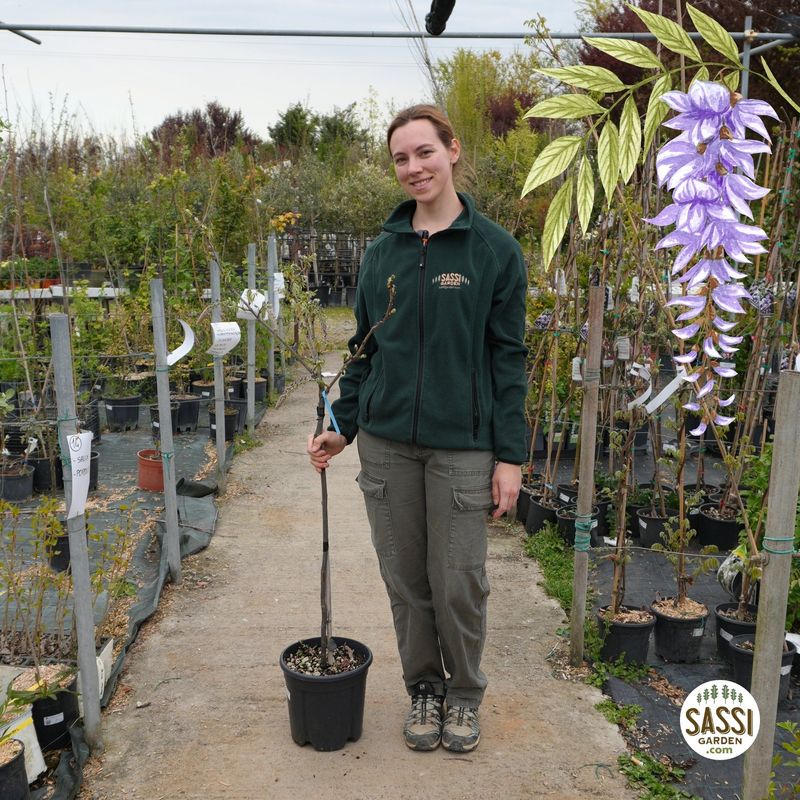 Glicine, Wisteria sinensis 'Prolific', Alberello - vaso Ø24 cm
