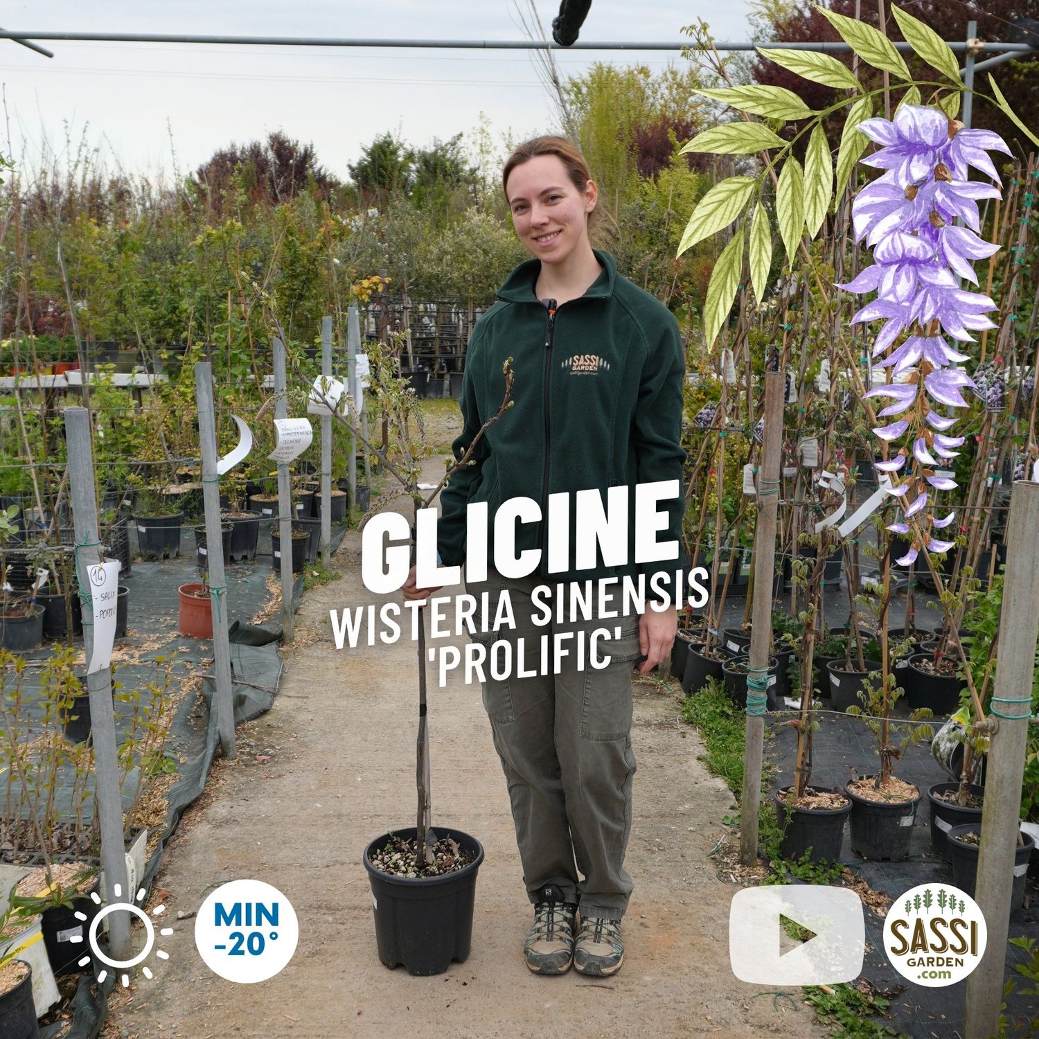 Glicine, Wisteria sinensis 'Prolific', Alberello - vaso Ø24 cm Glicine, Wisteria sinensis 'Prolific', Alberello - vaso Ø24 cm