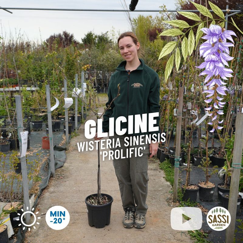 Glicine, Wisteria sinensis 'Prolific', Alberello - vaso Ø24 cm